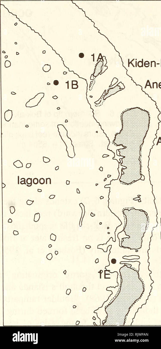 . Atoll research bulletin. Coral reefs and islands; Marine biology; Marine sciences. 30 levels were observed to fluctuate less than one foot. At high tide all reefs and corals are flooded to depths of a few inches or more. Water levels in the lagoon never dropped below mean tide level. Sand deposits covered the floor of the lagoon while most elevated surfaces were covered with live coral. Lagoon coral communities were very healthy with only a few dead corals observed. Giant clam populations in the lagoon were huge, including the species Tridacna maxima, T. squamosa, and Hippopus hippopus. Desp Stock Photo