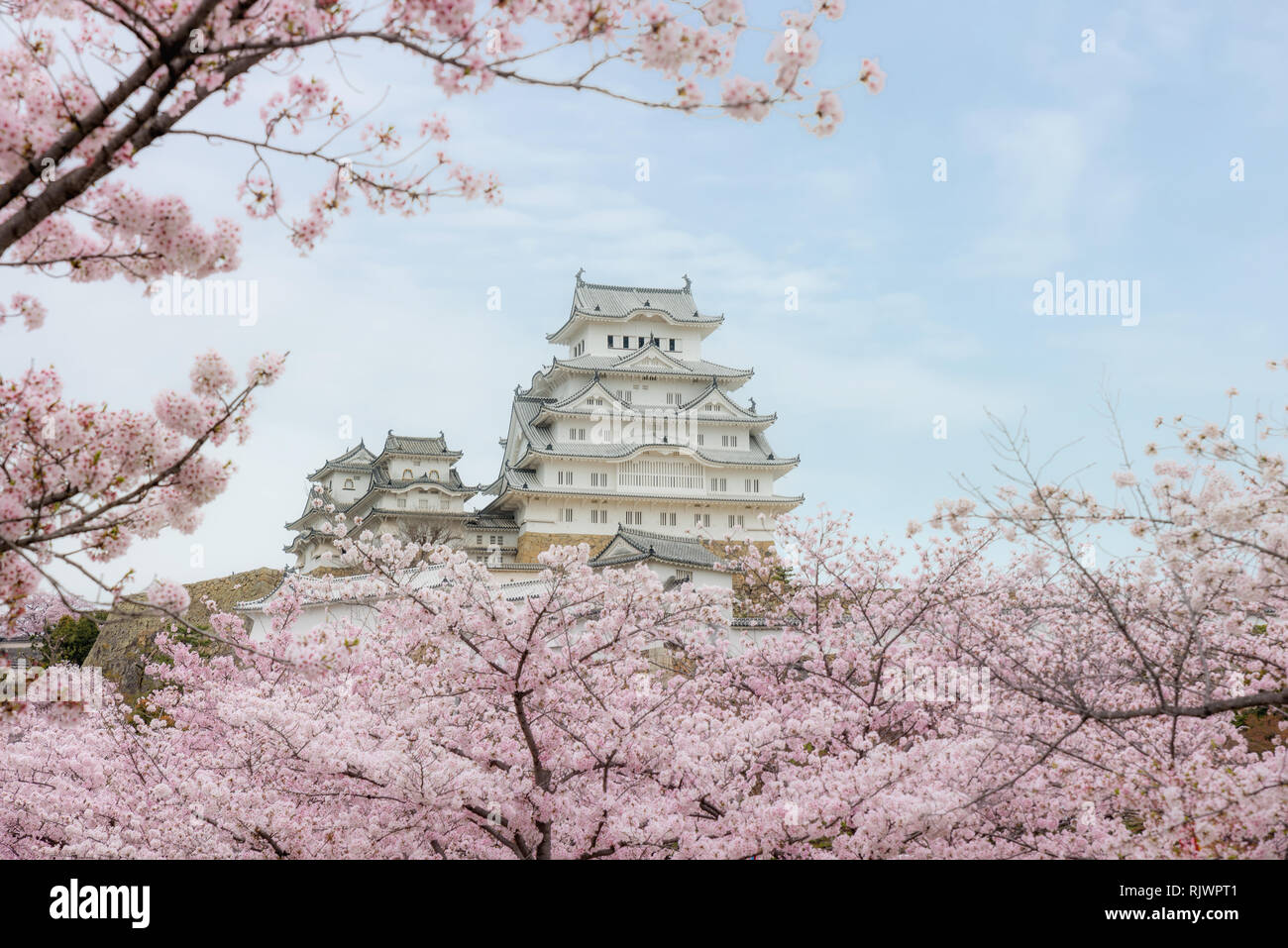 Himeji Castle with beautiful cherry blossom in spring season at Hyogo