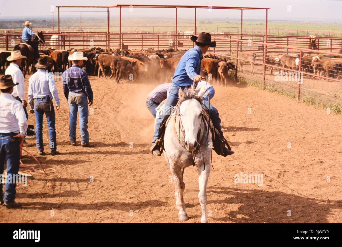 Real texan cowboys hires stock photography and images Alamy