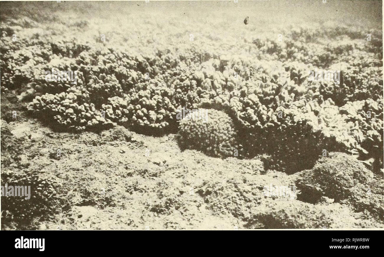 . Atoll research bulletin. Coral reefs and islands; Marine biology; Marine sciences. 25. Figure 19. Underwater view of 'soft corals' (alcyonaceans) in the process of spreading over the substratum and overtopping reef corals, including Goniopora sp., 4 m depth, east of Sur, site 30 (Fig. 5), 4 October 1982. Montipora and Platygyra also were present. P. damicornis dominated large sections of the dead reef frame with 100% live cover. In other areas, Acropora spp. were predominant with many examples observed of branching and table Acropora overtopping Pocillopora and Stylophora. Some 20-30 cm diam Stock Photo