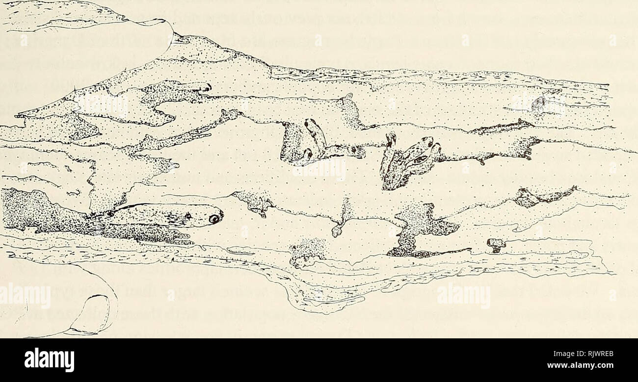 . Atoll research bulletin. Coral reefs and islands; Marine biology; Marine sciences. Figure 4. Temporary mangrove pool at Peter Douglas Cay. Over 100 Rivulus marmoratus were found emersed inside a galleried log at this site.. Figure 5. A sketch of the log from Peter Douglas Cay, with emersed Rivulus marmoratus visible. shoreline, contained large numbers of very large R. marmoratus. We collected from 8- 21 individuals from three of these sites at PG and most were very large hermaphrodites. Once again, we speculate that these were fish that had moved down the marsh profile due to inhospitable co Stock Photo