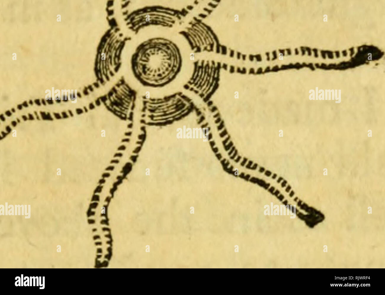 Bellying hires stock photography and images Alamy