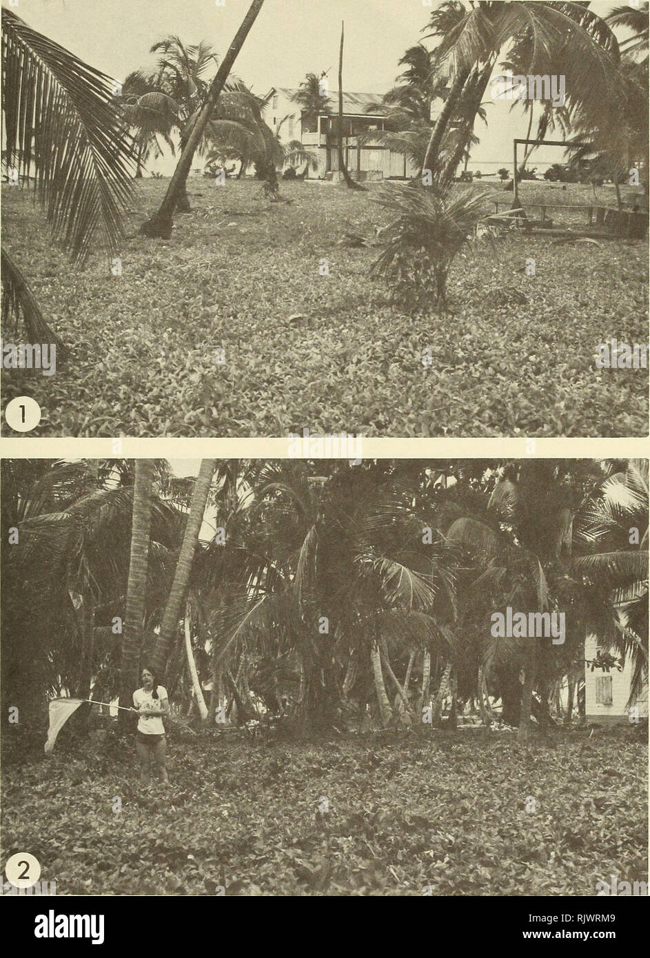 . Atoll research bulletin. Coral reefs and islands; Marine biology; Marine sciences. I. I H ' I i n 3 -.. â 2 : â i Figs. 1-4. Plant communities on South Water Cay, photographed in 1979. Fig. 1. Community dominated by Ipomoea stolonifera. Fig. 2. Community dominated by Ipomoea pes-caprae, Vigna luteola, and Wede/ia trilobata, with Cocos nucifera trees in the background.. Please note that these images are extracted from scanned page images that may have been digitally enhanced for readability - coloration and appearance of these illustrations may not perfectly resemble the original work.. Smith Stock Photo