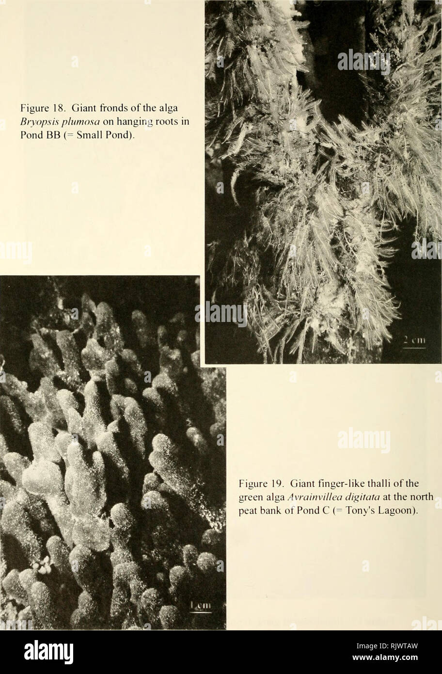. Atoll research bulletin. Coral reefs and islands; Marine biology; Marine sciences. 168 Figure 18. Giant fronds of the alga Bryopsis plumosa on hanging roots in Pond BB(= Small Pond).. Figure 19. Giant finger-like thalli of the green alga Avrainvillea digitata at the north peat bank of Pond C (= Tony's Lagoon).. Please note that these images are extracted from scanned page images that may have been digitally enhanced for readability - coloration and appearance of these illustrations may not perfectly resemble the original work.. Smithsonian Institution. Press; National Research Council (U. S. Stock Photo