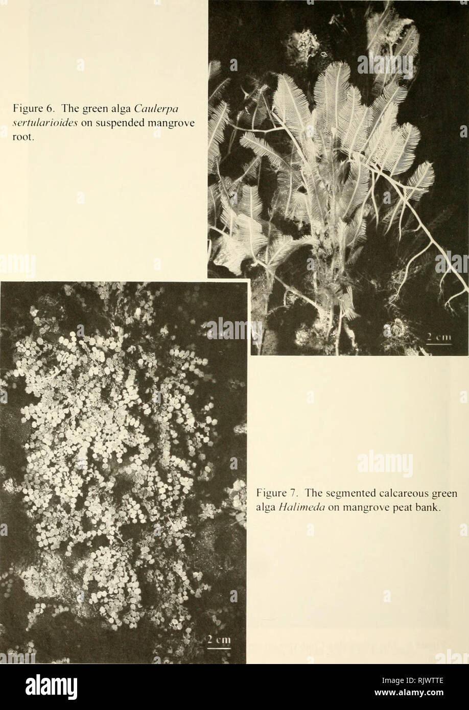 . Atoll research bulletin. Coral reefs and islands; Marine biology; Marine sciences. 162 Figure 6. The green alga Caulerpa sertularioides on suspended mangrove root.. Figure 7. The segmented calcareous green alga Halimeda on mangrove peat bank.. Please note that these images are extracted from scanned page images that may have been digitally enhanced for readability - coloration and appearance of these illustrations may not perfectly resemble the original work.. Smithsonian Institution. Press; National Research Council (U. S. ). Pacific Science Board; Smithsonian Institution; National Museum o Stock Photo