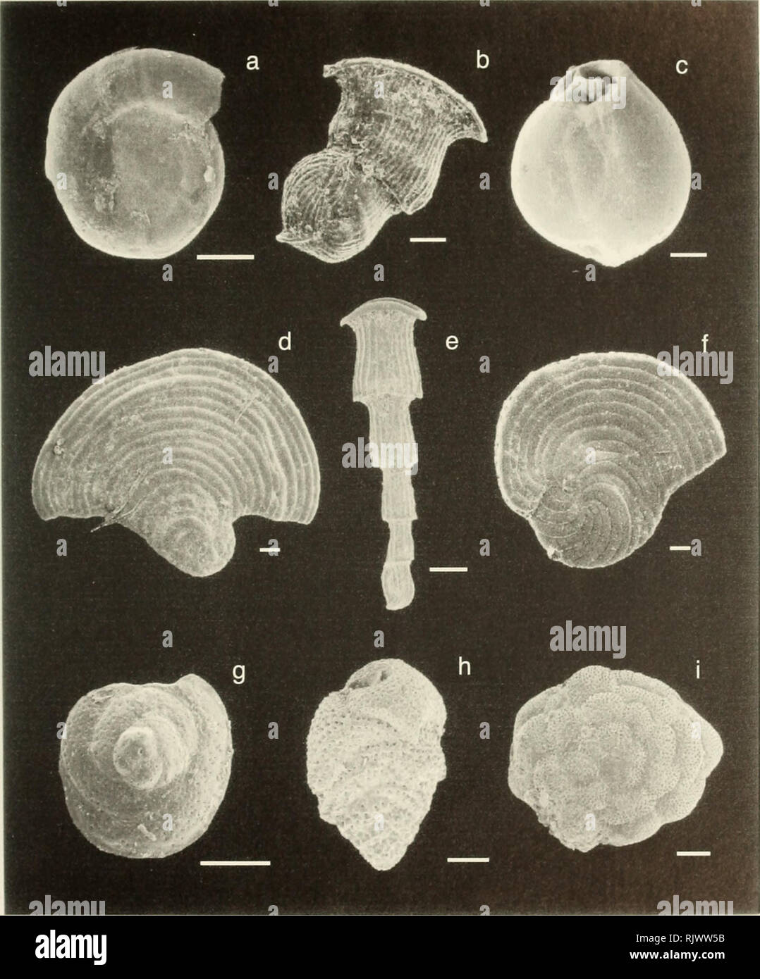 . Atoll research bulletin. Coral reefs and islands; Marine biology; Marine sciences. Plate 2. Please note that these images are extracted from scanned page images that may have been digitally enhanced for readability - coloration and appearance of these illustrations may not perfectly resemble the original work.. Smithsonian Institution. Press; National Research Council (U. S. ). Pacific Science Board; Smithsonian Institution; National Museum of Natural History (U. S. ); United States. Bureau of Sport Fisheries and Wildlife. Washington, D. C. : [Smithsonian Press] Stock Photo
