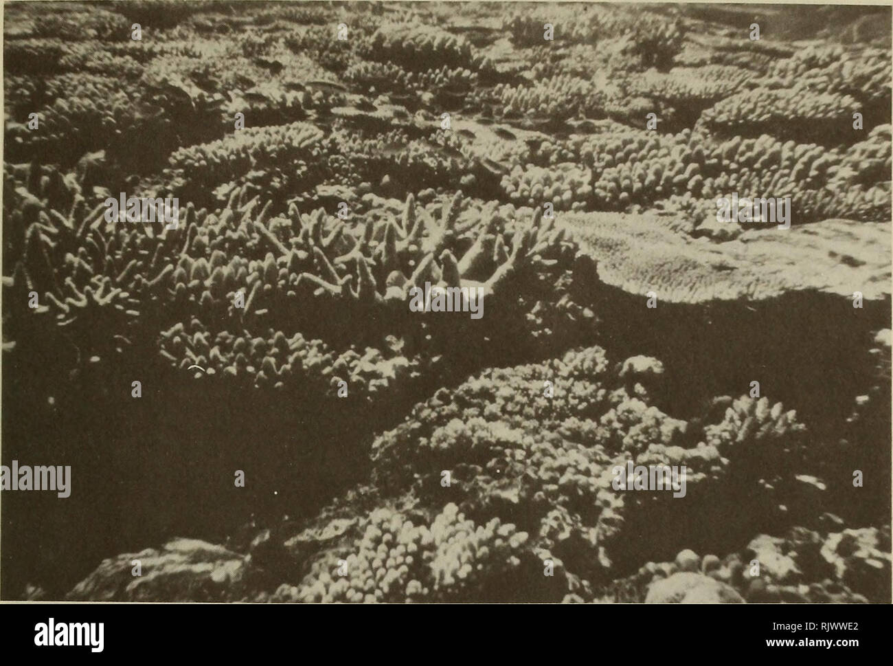 . Atoll research bulletin. Coral reefs and islands; Marine biology; Marine sciences. Plate 1. Outer reef flat on first reef buttress. Dark patch on left hand side is a surge-channel opening. Acropora humilis, A. digitifera and A. valida (corymbose forms); A. decipiens (low sturdy arborescent); A. corymbosa (horizontal plate).. Please note that these images are extracted from scanned page images that may have been digitally enhanced for readability - coloration and appearance of these illustrations may not perfectly resemble the original work.. Smithsonian Institution. Press; National Research  Stock Photo