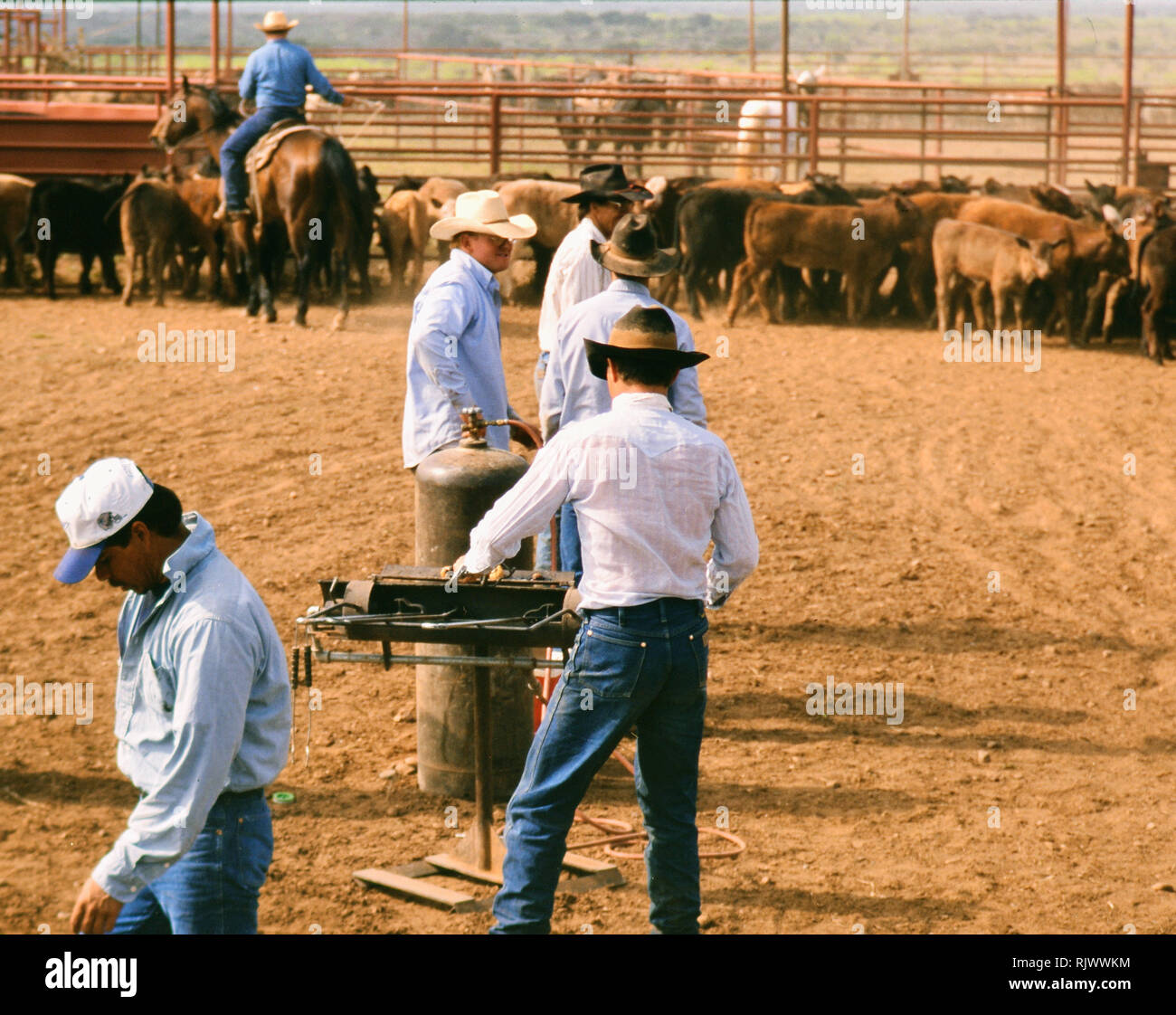 American Cowboys 1990s Cowboys in the American west during spring