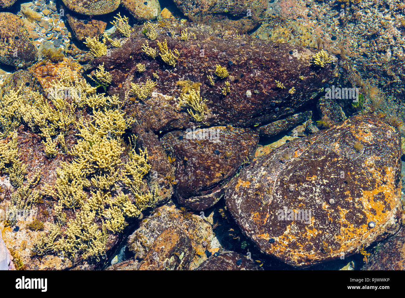 Colourful marine rocks background with sea flora in ocean environment ...