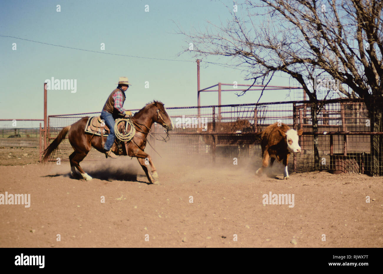 Cowboy on cutting horse hires stock photography and images Alamy
