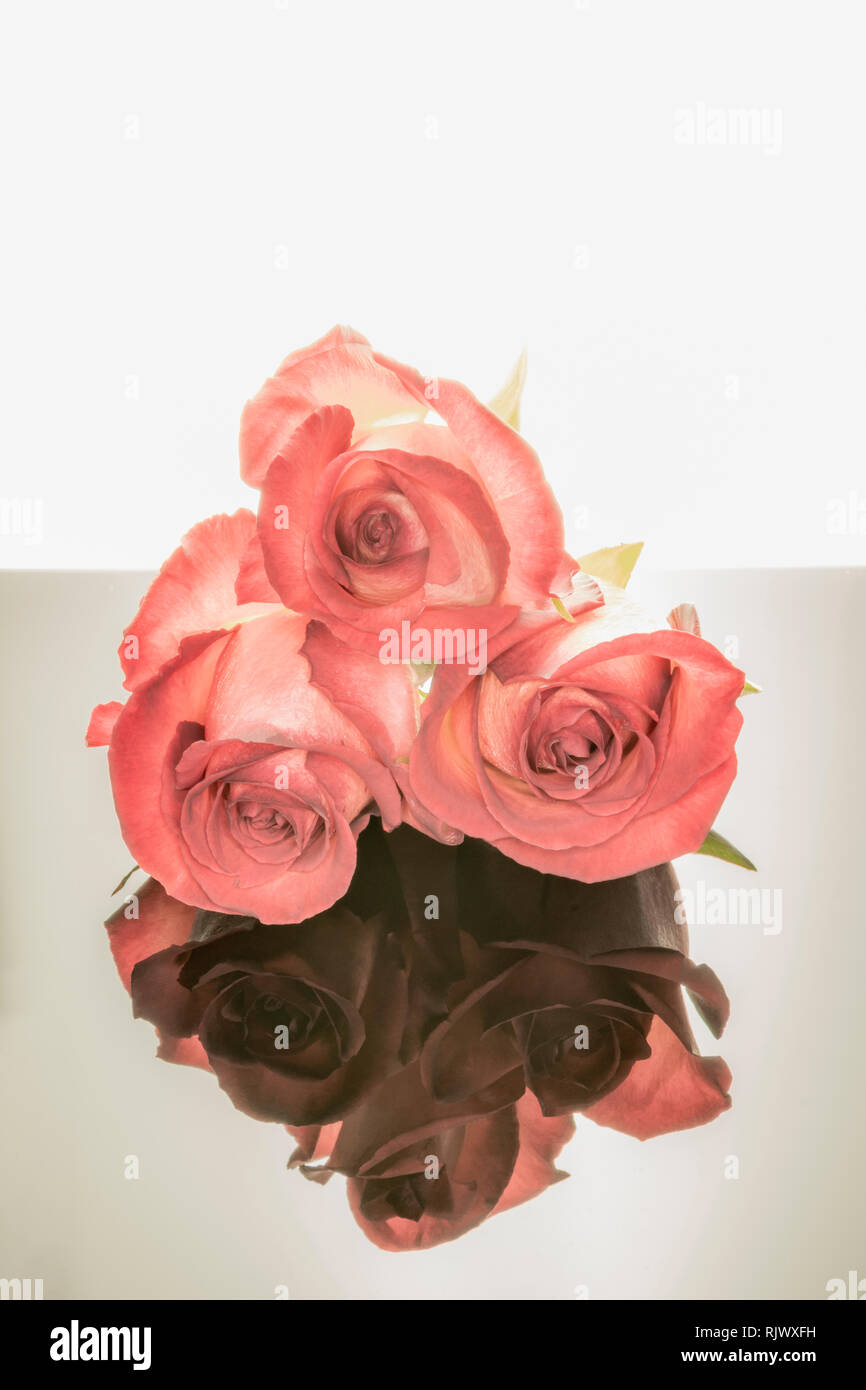 Roses With Reflection Stock Photo Alamy Roses With Reflection Stock Photo Alamy