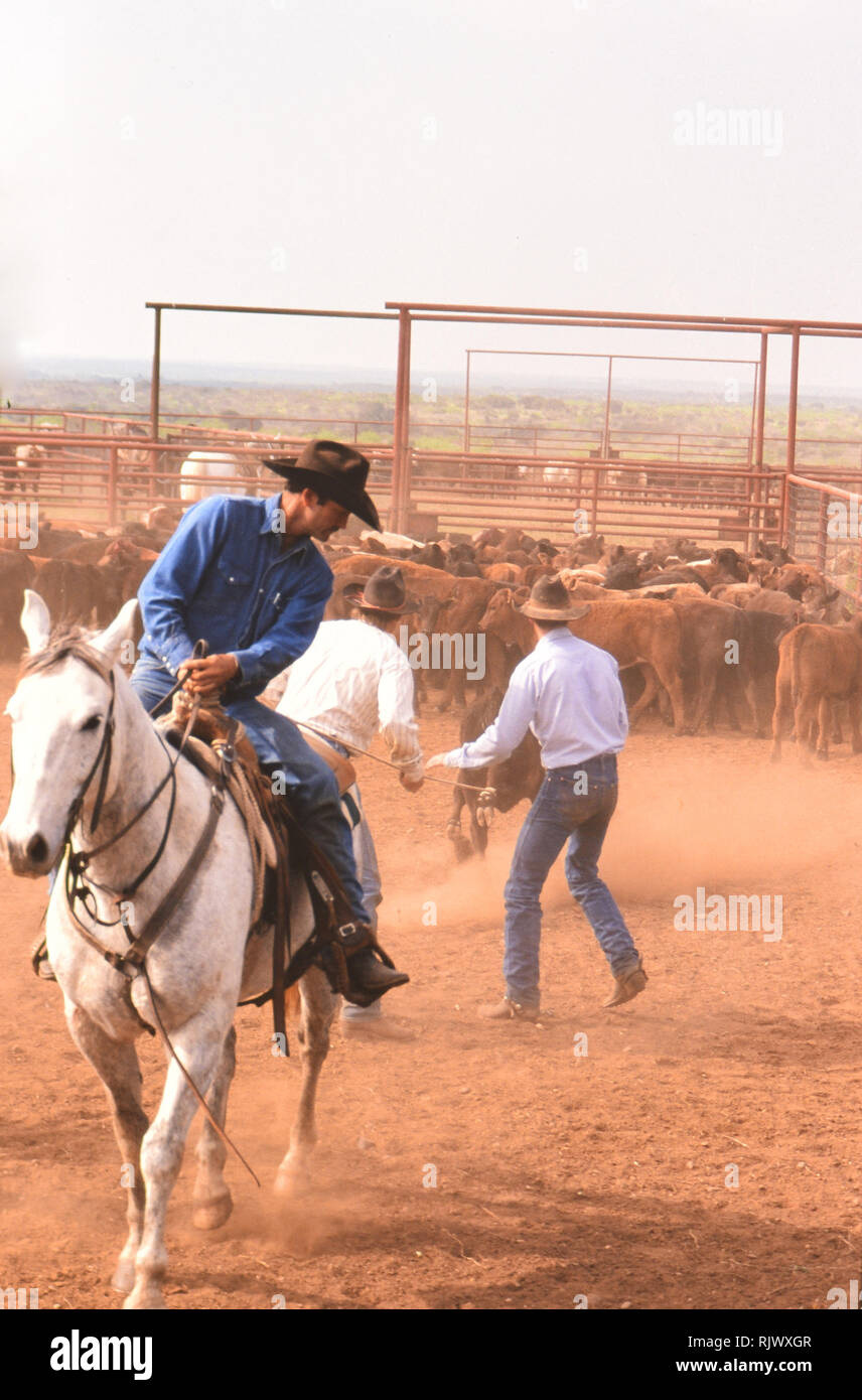 Cowboy roping calf at branding time hires stock photography and images