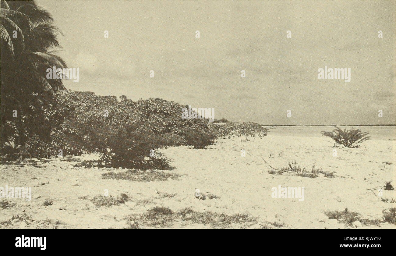 . Atoll research bulletin. Coral reefs and islands; Marine biology; Marine sciences. Figure 2. North side of South Island on lagoon. Note thick fringing stand of Suriana along high-water line. An occasional Pisonia or Cordia tree is found between the Suriana fringe and the Cocos forest.. Figure 3. East side of Long Island with Tournefortia fringe vegetation and scattered Suriana shrubs. Patches of Lepturus, Boerhavia, Portulaca association in foreground, Cocos to left.. Please note that these images are extracted from scanned page images that may have been digitally enhanced for readability -  Stock Photo