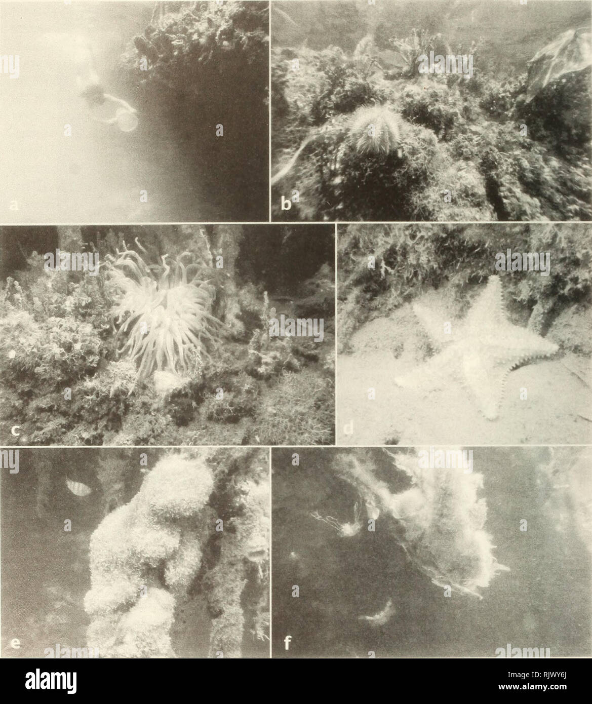 . Atoll research bulletin. Coral reefs and islands; Marine biology; Marine sciences. Figure 4. Underwater views of habitats of Batfish Point-'Cuda Cut: a, diver pushing plankton net along peat-bank undercut; b, peat bank shoulder covered by Halimeda algae, with sea urchin (Lytechinus) in foreground (photo, C. Clark); c, peat bank wall with Halimeda and sea anemone, Condylactis; d, starfish Oreaster at base of peat bank; e, mangrove (Rhizophora) root covered by filamentous cyanobacteria (Lyngbya);/, detached cyanobacteria forming floats, lifted to the surface by trapped photosynthetic air bubbl Stock Photo