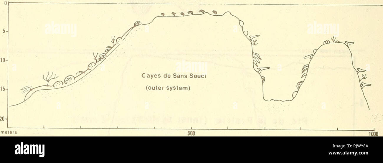 . Atoll research bulletin. Coral reefs and islands; Marine biology; Marine sciences. &amp; Spongts Corals (1|  SEAWARD. Fig. 3. Profile and zonation across Cayes de San Souci. Section C on figure 1. Corals: (1) Diploria labyrinthiformis, D. clivosa, Millepora spp., Montastrea annularis, Agaricia agaricites. (2) Isophyllia sp. Mycetophyllia sp., Porites astreoides. (3) Favia fragum, Diploria sp. , Siderastrea siderea, P . astreoides. (4) Acropora palmata. (5) deep reef community growing on carbonate spurs. Corallines: Lithophyllum congestum, ^eogoniolithon sp.. Please note that these images ar Stock Photo