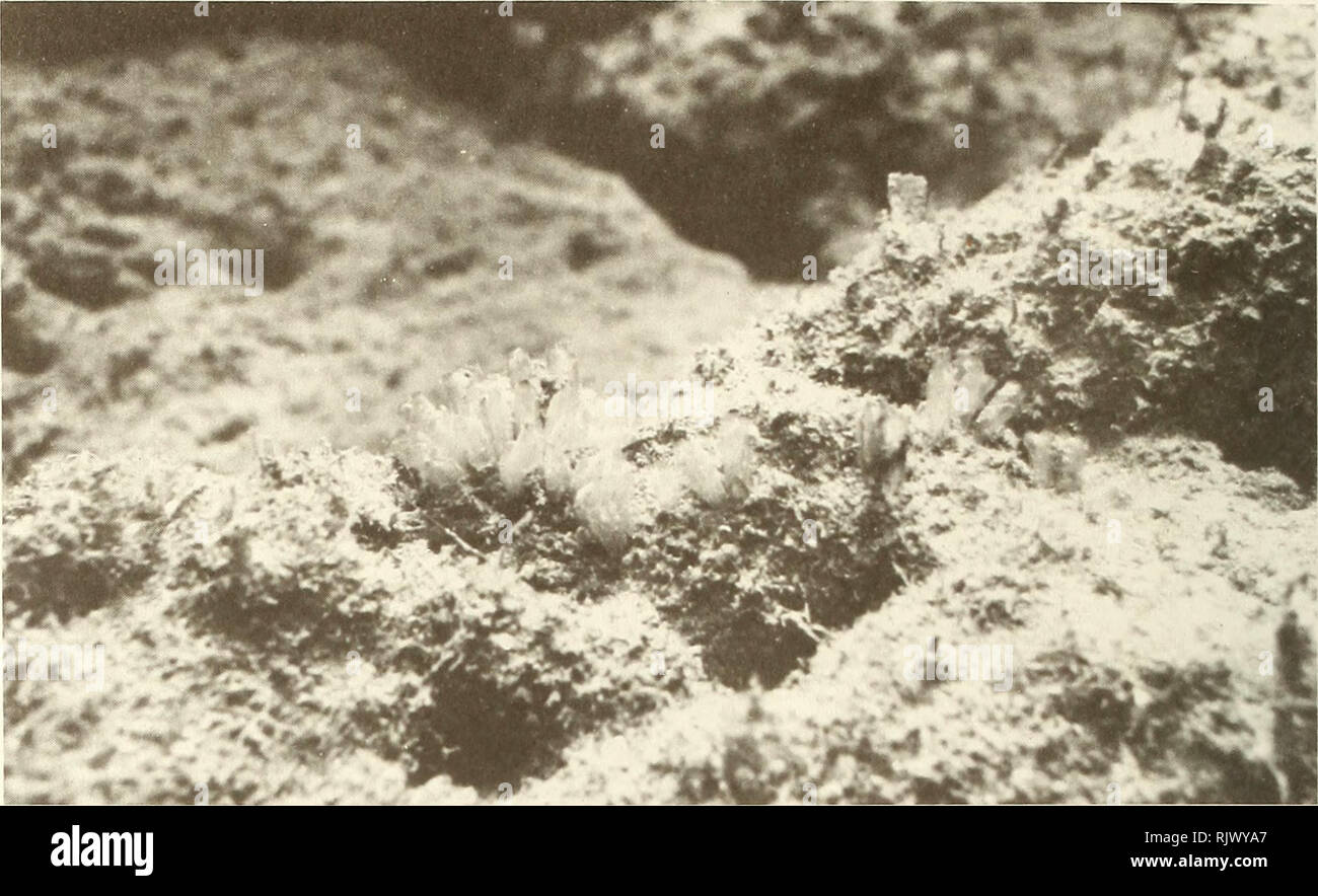 . Atoll research bulletin. Coral reefs and islands; Marine biology; Marine sciences. 26. Figure 22. The orange tunicate Ecteinascidia turbinata common within the fracture zone, but otherwise rare in nearby mangrove and reefal habitats.. Please note that these images are extracted from scanned page images that may have been digitally enhanced for readability - coloration and appearance of these illustrations may not perfectly resemble the original work.. Smithsonian Institution. Press; National Research Council (U. S. ). Pacific Science Board; Smithsonian Institution; National Museum of Natural Stock Photo
