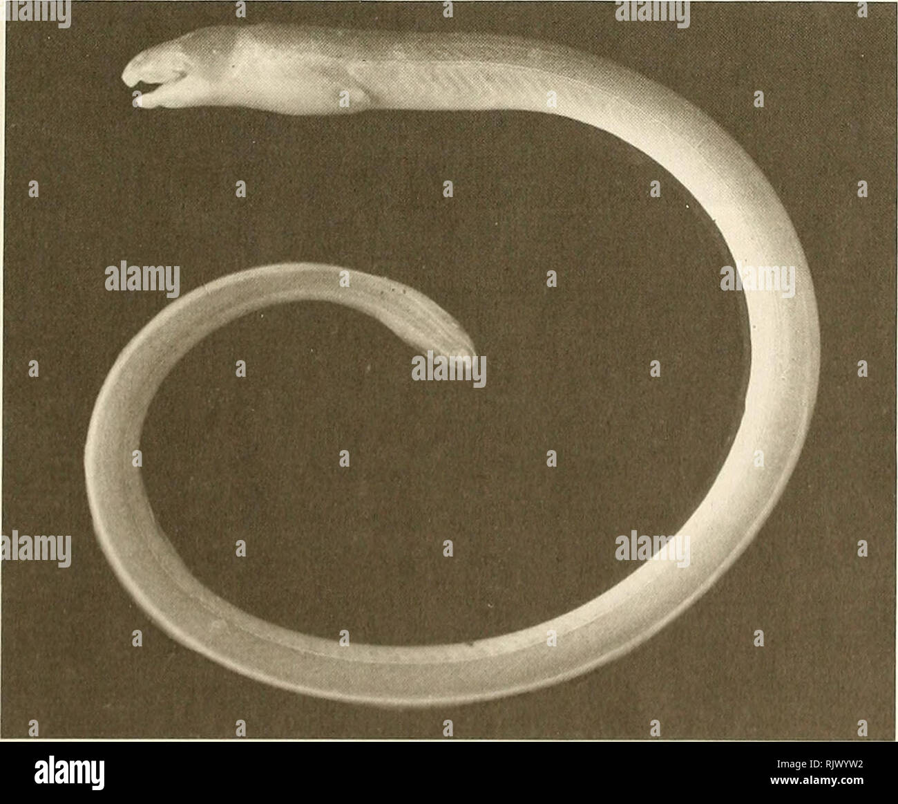 . Atoll research bulletin. Coral reefs and islands; Marine biology; Marine sciences. Figure 15. Apterichtus sp., BPBM 16506,324 mm TL, Oeno Atoll.. Figure 16. Muraenichthys laticaudata, BPBM 16732,133 mm TL, Pitcairn tidepool.. Please note that these images are extracted from scanned page images that may have been digitally enhanced for readability - coloration and appearance of these illustrations may not perfectly resemble the original work.. Smithsonian Institution. Press; National Research Council (U. S. ). Pacific Science Board; Smithsonian Institution; National Museum of Natural History  Stock Photo