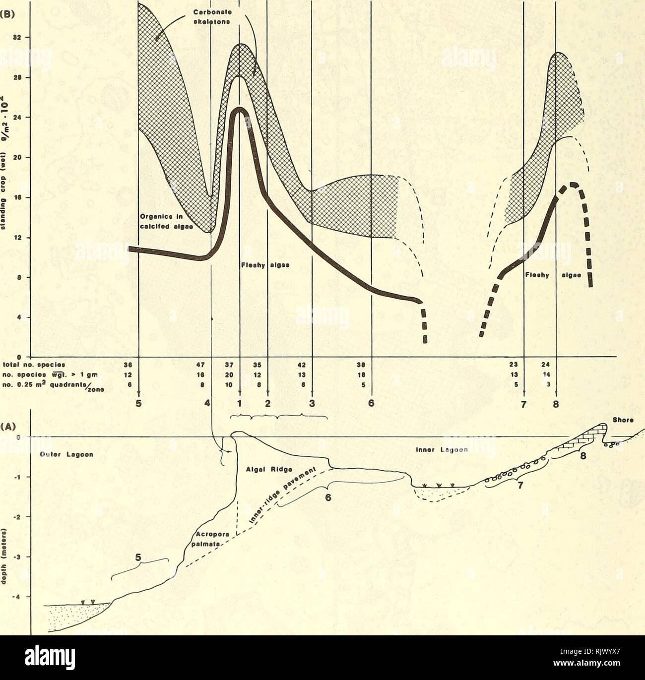 . Atoll research bulletin. Coral reefs and islands; Marine biology; Marine sciences. Fig. 6B. Mean wet standing crop as a function of zone. Algae with carbonate skeletons (Jania, Halimeda, Amphiroa and Penicillis) are shown separately in terms of organic biomass and skeletal carbonate. Species number and the number of quadrats taken per zone are indicated.. •0 msttrt Fig. 6A. Generalized bathymetric transect from the shore across the Boiler Bay algal ridge to the outer lagoon, showing the depths and positions of the algal zones.. Please note that these images are extracted from scanned page im Stock Photo