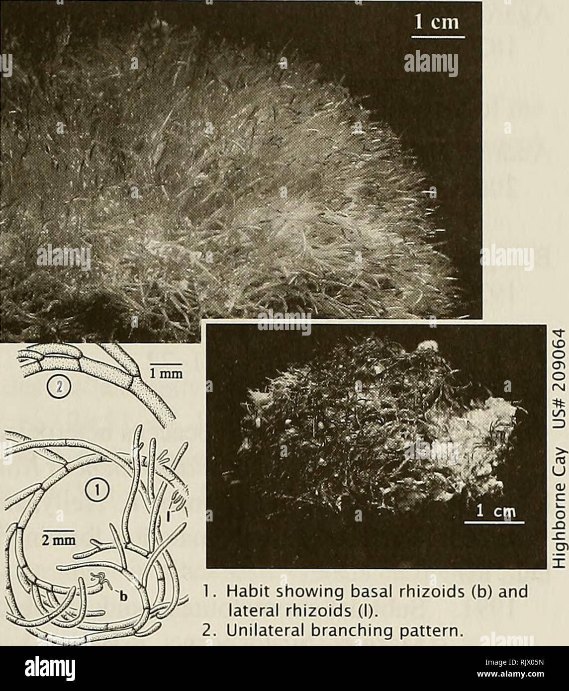 . Atoll research bulletin. Coral reefs and islands; Marine biology; Marine sciences. 87 ValOhiopsiS pachynema (G. Martens) B0rgesen 1934: 10, gs. 1,2 Thallus: filamentous, coarse, stiff, loose, forming pad- like cushions, to 10 cm diam., 5 cm thick, glossy green; branching generally unilateral. Filament cells cylindrical, (0.3-)0.5- 1.0 mm diam., 2-10 or more diameters long. Branchlets cylindrical, with no or little taper, originating from upper ends of parent cells; wall formation basal to main lament. Rhizoids short, sparse; older branches often secondarily attached by short lateral rhizoids Stock Photo