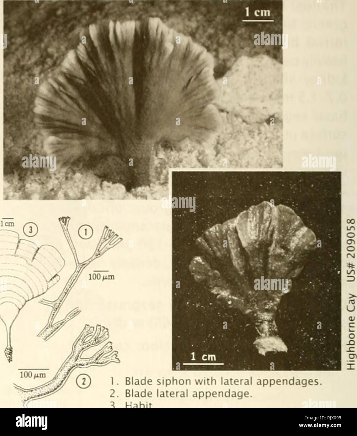. Atoll research bulletin. Coral reefs and islands; Marine biology; Marine sciences. 86 UdOtea flabelllim (J- Ellis &amp; Solander) M. Howe 1904: 94 Thallus: fan- shaped, moderately calci ed, solitary, to 30 cm high, pale green to dark green. Blade variable, undivided to highly divided, size variable, 0.8-1.5 mm thick, leathery, corticated; zonation distinct; siphons 30-50 urn diam., constrictions above infre- quent dichotomies absent or slightly uneven; lateral appendages irregularly spaced, long stemmed, dichotomously branched with crowded, short, rounded apices, apices appear shrunken or at Stock Photo