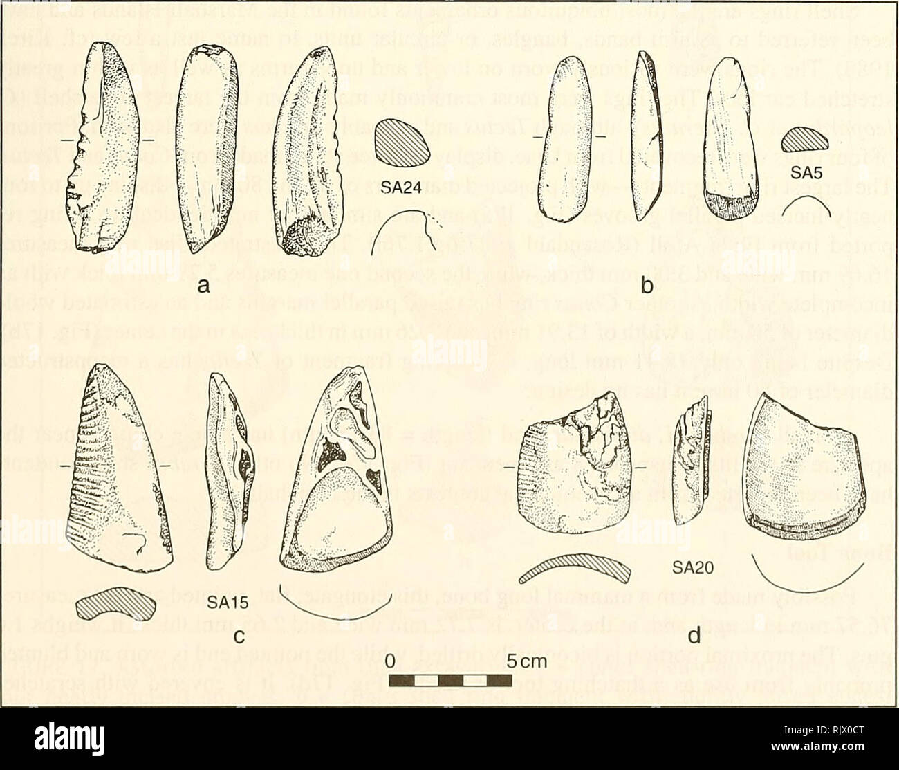 . Atoll research bulletin. Coral reefs and islands; Marine biology; Marine sciences. 27 publications or in the Aide Museum (National Museum of the Marshall Islands) collec- tions. Inspection of whole and fragmentary reference shells shows clearly that the whorls of Cassis cornuta are much thinner with an uneven surface. Five of seven (71%) specimens were made from the whorl of Cyraecassis rufa shells at least 138 mm long (Fig. 16c and d). Grinding is minimal on the back and sides and is not required on the front surface. All specimens are concave-convex in cross-section with curved to slightly Stock Photo