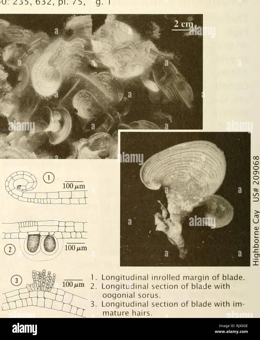 . Atoll research bulletin. Coral reefs and islands; Marine biology; Marine sciences. 100/im Phylum Heterokontophyta Class Phaeophyceae Order Dictyotales Family Dlctyotaceae Habit of blade. Surface view of antheridial sorus (s) surrounded by paraphyses (a). Transverse section of blade margin showing antheridial sori (s) and mar- ginal rhizoids (r). Pad'mCI haitiensiS Thivy in W.R. Taylor 1 960: 235, 632, pi. 75, Thallus: in leaf- like clusters, ru ed, to 6 cm high, upper surface chalky white alternating with light yellow- brown bands, lower surface less calci ed with darker brown bands. Blades  Stock Photo