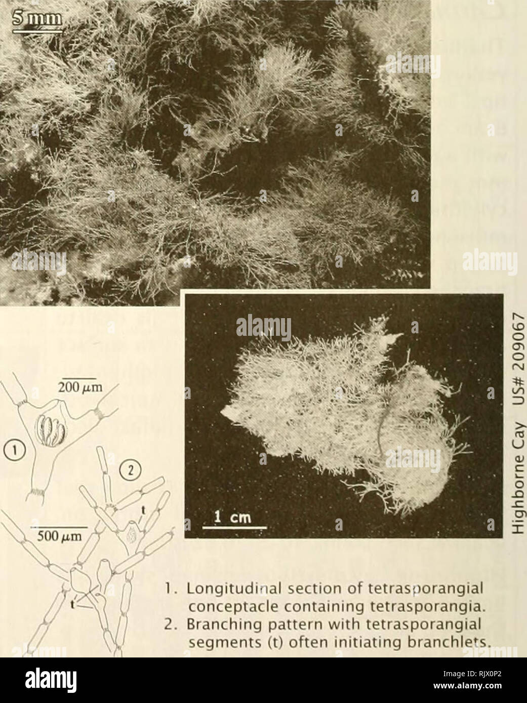 . Atoll research bulletin. Coral reefs and islands; Marine biology; Marine sciences. 100 jim 100 ^m Phylum Rhodophyta Class Florideophyceae Order Ceramlales Family Rhodomelaceae 1. Schematic longitudinal section of branchlet showing tube- like cylinder of surface cells. 2. Transverse section of mature branch. 3. Transverse section of branchlet. Jama CCipillaCea Harvey 1 853: 84-85 Thallus: delicate, as tightly packed clumps or small cushions, 4-10 mm high, rose- red; branching widely dichotomous (angled 30°-45'). Branches cylindrical, 45-100 um diam., often recurved; apices pointed to occasion Stock Photo