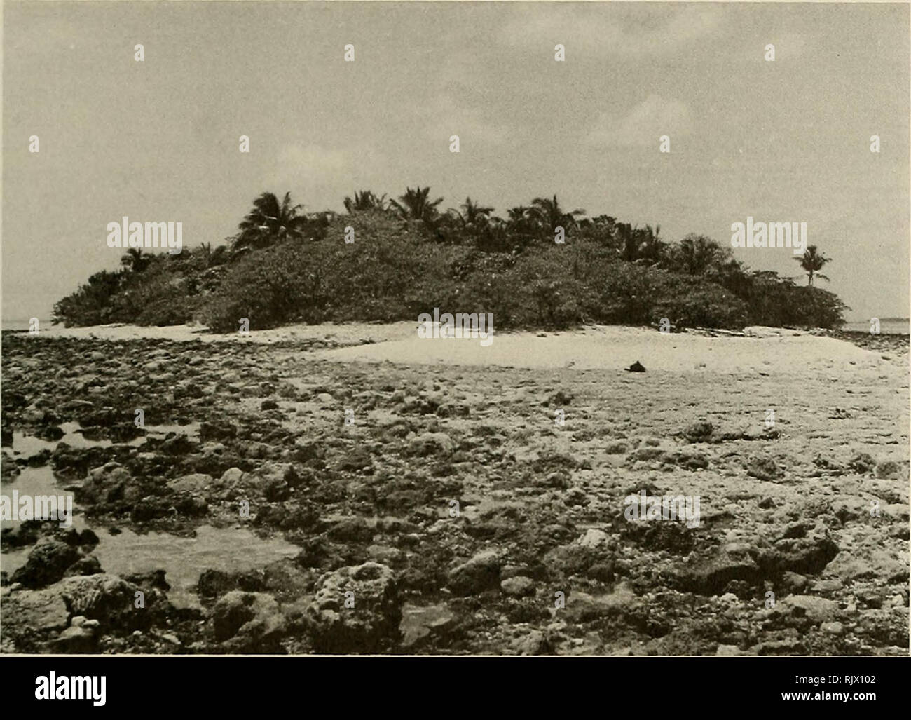 . Atoll research bulletin. Coral reefs and islands; Marine biology; Marine sciences. Plate i. Motu Tou 1, coconut woodland and mixed scrub types. The island has a shingle substrate and is surrounded by boulder tract (foreground). much of the islands but locally there is a ground cover of Portulaca johnii, Boerhavia tetrandra, Lepturus repens or Fimbristylis cymosa. Where coral shingle or sand has accumulated there is often a scrub of Tournefortia argentea (Plate 2). This species commonly forms inliers within Pemphis scrub. It forms more extensive stands over some sandy or shingle islands (such Stock Photo