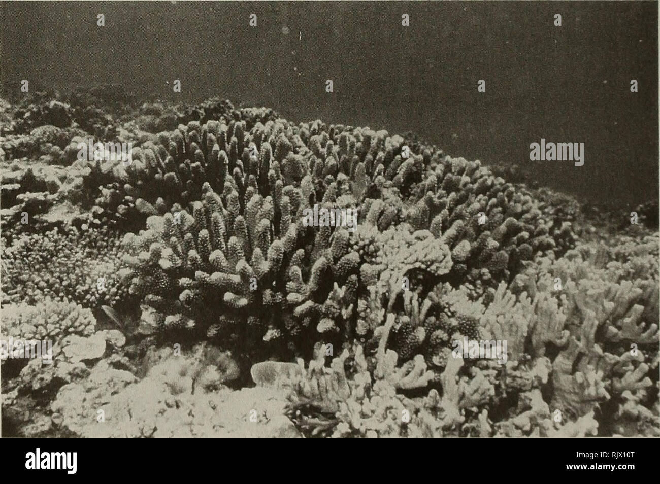 . Atoll research bulletin. Coral reefs and islands; Marine biology; Marine sciences. Fig. 5. Some small soft coral colonies of Sinularia sp. scattered on the substrate at Site C.. Fig. 6. Coral community on the reef flat at Site E is dominated by stoutly branched colonies such as Pocillopora eydouxi.. Please note that these images are extracted from scanned page images that may have been digitally enhanced for readability - coloration and appearance of these illustrations may not perfectly resemble the original work.. Smithsonian Institution. Press; National Research Council (U. S. ). Pacific  Stock Photo