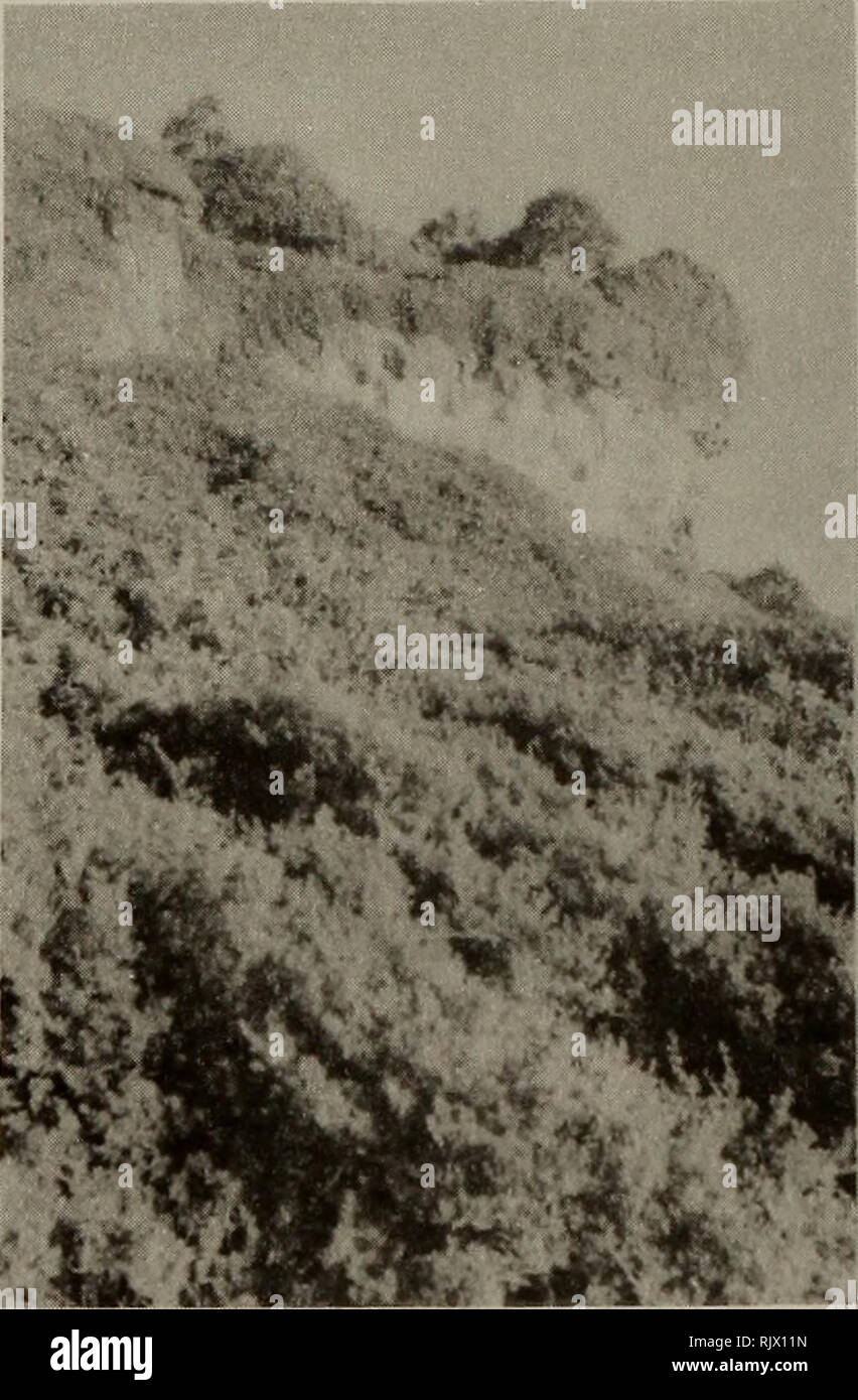 . Atoll research bulletin. Coral reefs and islands; Marine biology; Marine sciences. Plate 3. Pemphis acidula on lower limestone unit replaced by fern slopes community on higher slopes, north-west beach. Notch floor of buttress (centre right) characterized by Sesuvium portulacastrum, Euphorbia sparrmannii and Lepidium bidentatum. *m. Please note that these images are extracted from scanned page images that may have been digitally enhanced for readability - coloration and appearance of these illustrations may not perfectly resemble the original work.. Smithsonian Institution. Press; National R Stock Photo