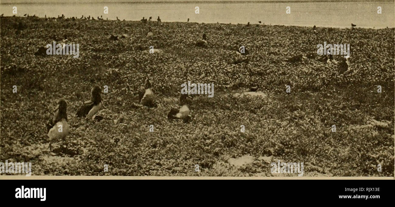 . Atoll research bulletin. Coral reefs and islands; Marine biology; Marine sciences. -C«l&lt;'* 29. Grass Island covered with dense Eragrostis, 27 April I923. Photograph by A„ Wetmore. 30. Interior of Grass Island, 27 June I963. Laysan Albatross chicks (foreground) in area of Setaria, Boerhavia and Tribulus; Great Frigatebirds nesting in Solanum. POBSP photograph by A^B. Amerson, Jr.. Please note that these images are extracted from scanned page images that may have been digitally enhanced for readability - coloration and appearance of these illustrations may not perfectly resemble the origina Stock Photo