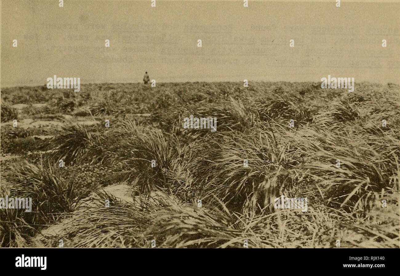 . Atoll research bulletin. Coral reefs and islands; Marine biology; Marine sciences. -C«l&lt;'* 29. Grass Island covered with dense Eragrostis, 27 April I923. Photograph by A„ Wetmore. 30. Interior of Grass Island, 27 June I963. Laysan Albatross chicks (foreground) in area of Setaria, Boerhavia and Tribulus; Great Frigatebirds nesting in Solanum. POBSP photograph by A^B. Amerson, Jr.. Please note that these images are extracted from scanned page images that may have been digitally enhanced for readability - coloration and appearance of these illustrations may not perfectly resemble the origina Stock Photo
