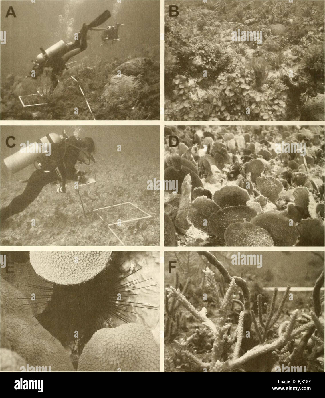 . Atoll research bulletin. Coral reefs and islands; Marine biology; Marine sciences. 16. Figure 6. Quitasuefio Bank environments. A. Fore-reef terrace (Pseudopterogorgia bipinnatd); B. Turbinaria spp. on shallow lagoonal reefs; C-D. Fleshy macroalgae, Avrainvillea habitat in the leeward margin; E. Urchin Diadema antillarun underneath Montastraeafaveolata; F. Acropora cervicomis and Eunicea fasca (octocoral) in the leeward margin.. Please note that these images are extracted from scanned page images that may have been digitally enhanced for readability - coloration and appearance of these illus Stock Photo