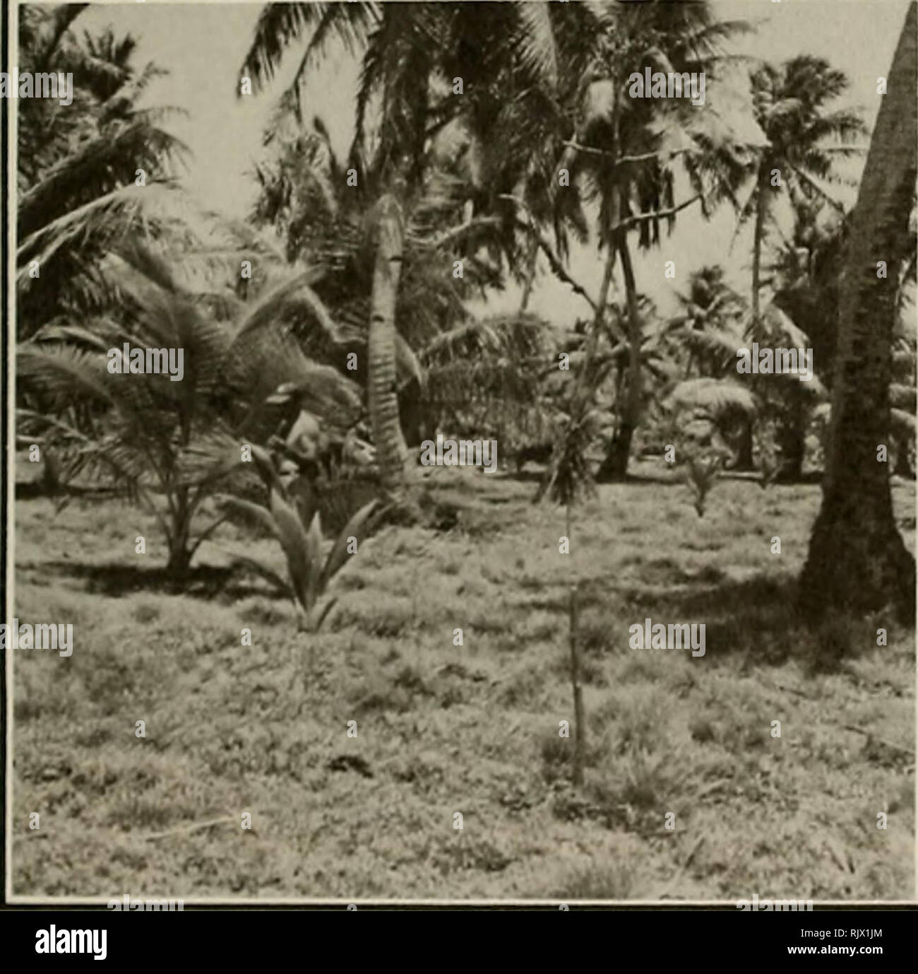 . Atoll research bulletin. Coral reefs and islands; Marine biology; Marine sciences. Pit 7 under coconut trees on Kabelle Island, with Triumfetta growing below and the compound-leafed Tacca above. J. .r'-'J*'ftV ii » aSSww. Please note that these images are extracted from scanned page images that may have been digitally enhanced for readability - coloration and appearance of these illustrations may not perfectly resemble the original work.. Smithsonian Institution. Press; National Research Council (U. S. ). Pacific Science Board; Smithsonian Institution; National Museum of Natural History (U.  Stock Photo