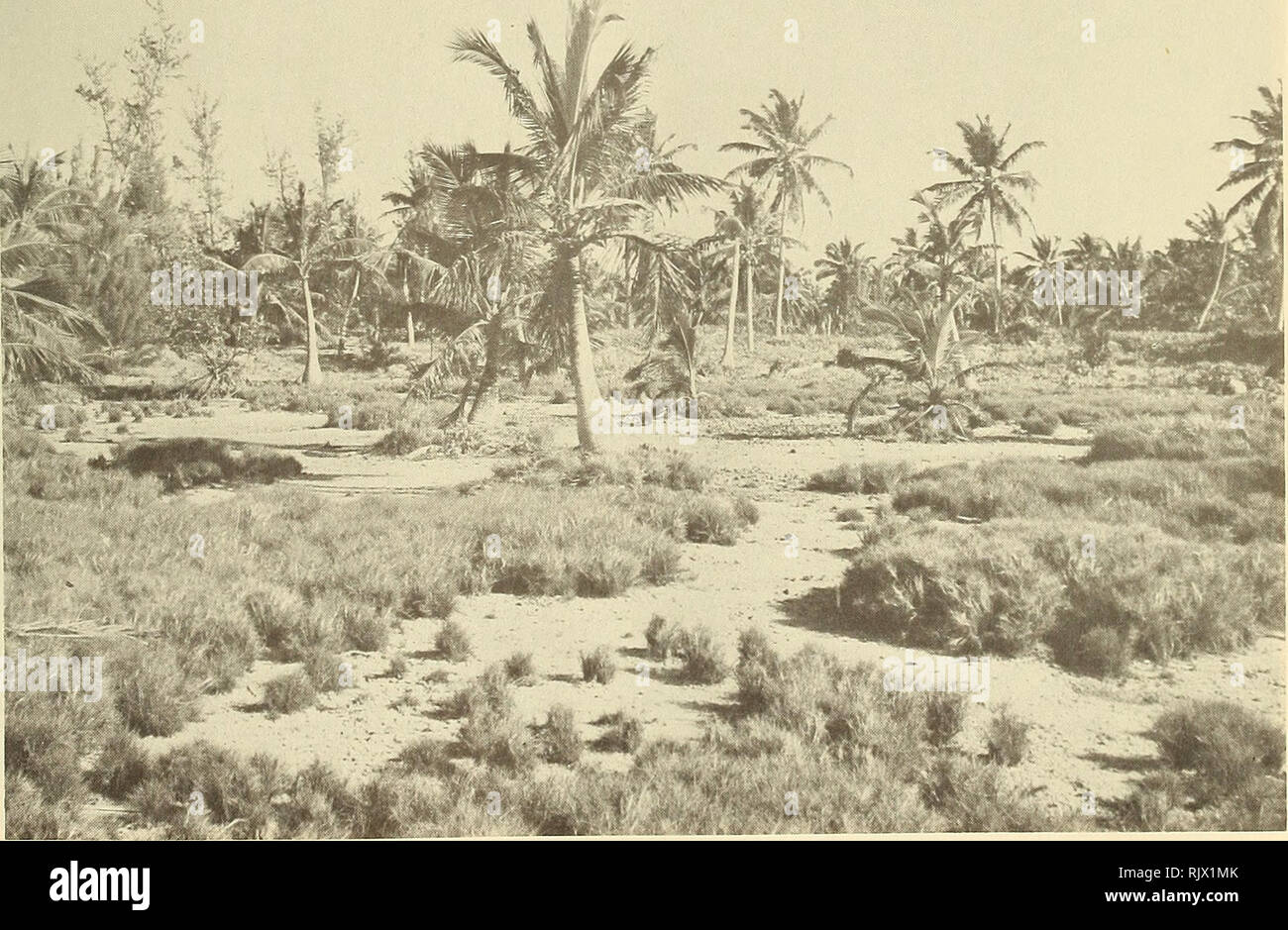 . Atoll research bulletin. Coral reefs and islands; Marine biology; Marine sciences. Replanting of coconuts in hurricane-damaged area of North Island. 10. Open woodland of Cocos with Fimbristylis on flat gravel spread, North Island. Please note that these images are extracted from scanned page images that may have been digitally enhanced for readability - coloration and appearance of these illustrations may not perfectly resemble the original work.. Smithsonian Institution. Press; National Research Council (U. S. ). Pacific Science Board; Smithsonian Institution; National Museum of Natural His Stock Photo