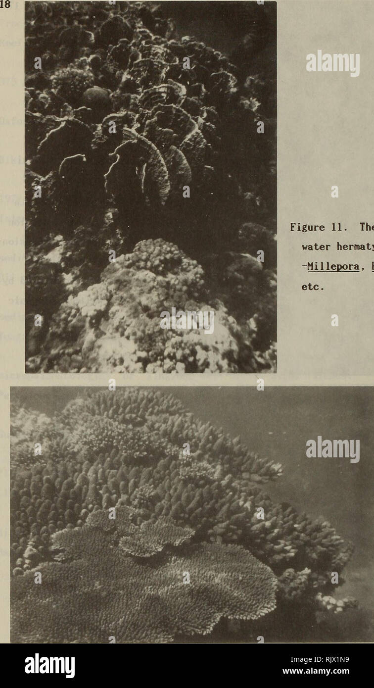 . Atoll research bulletin. Coral reefs and islands; Marine biology; Marine sciences. Figure 11. The shallower water hermatypic organisms -Millepora, Pocillopora etc.. Figure 12. The scleractinian corals-Acropora corymbosa, Acropora pacifica etc.. Please note that these images are extracted from scanned page images that may have been digitally enhanced for readability - coloration and appearance of these illustrations may not perfectly resemble the original work.. Smithsonian Institution. Press; National Research Council (U. S. ). Pacific Science Board; Smithsonian Institution; National Museum  Stock Photo