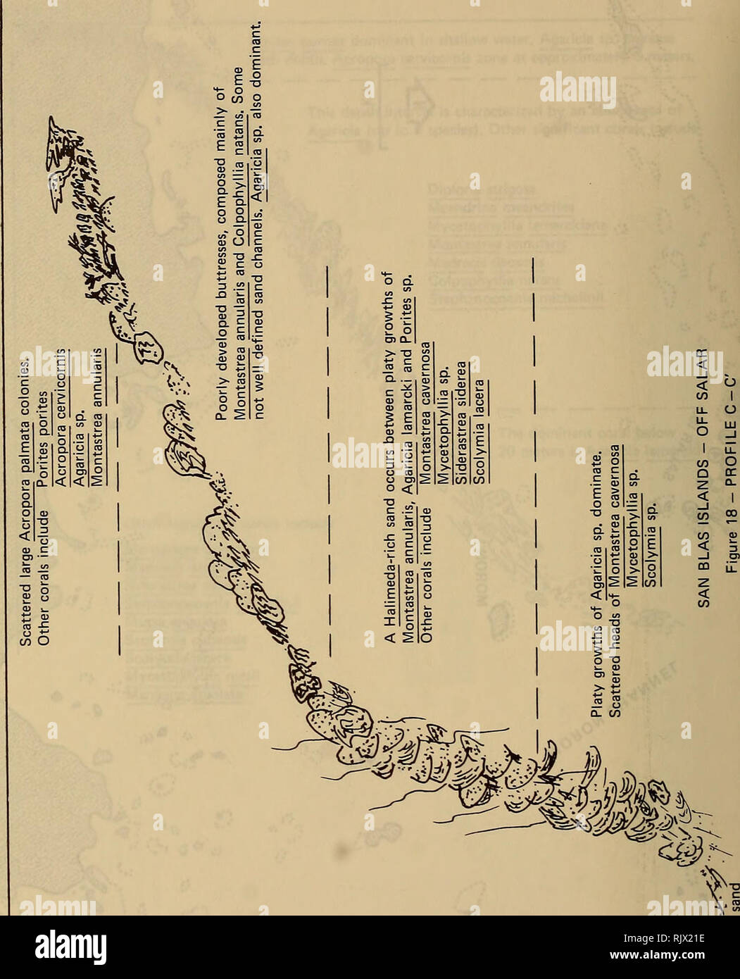 Atoll Research Bulletin Coral Reefs And Islands Marine Biology Marine Sciences O Cc Lt I A Lt J A 1 U O U O I 0 1 U Quot P C