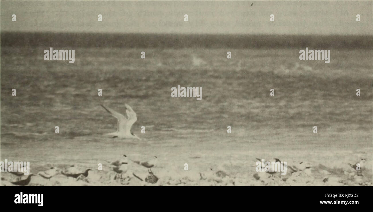 . Atoll research bulletin. Coral reefs and islands; Marine biology; Marine sciences. 65 Table 15. Numbers and frequency of occurrence of Great Crested Terns seen by Schipper at Roi-Namur, October 1979-November 1988. JAN FEB MAI* APR MAY JUN JUL AUG SEP OCT NOV DEC 1) 1.6 3.0 2.6 3.5 5.8 3.1 2.6 2.8 3.9 3.3 2.7 1.4 7 2 2) 2 16 19 35 15 12 41 12 3) 7 7 31 25 36 33 41 26 31 4) .20 .22 .45 .52 .55 .54 .57 .51 .55 46 .64 20 .31 .23 (1) Mean number seen per days in which observed. (2) Peak number recorded during month (3) Number of days observed (4) Percentage of days of observation in which seen. G Stock Photo