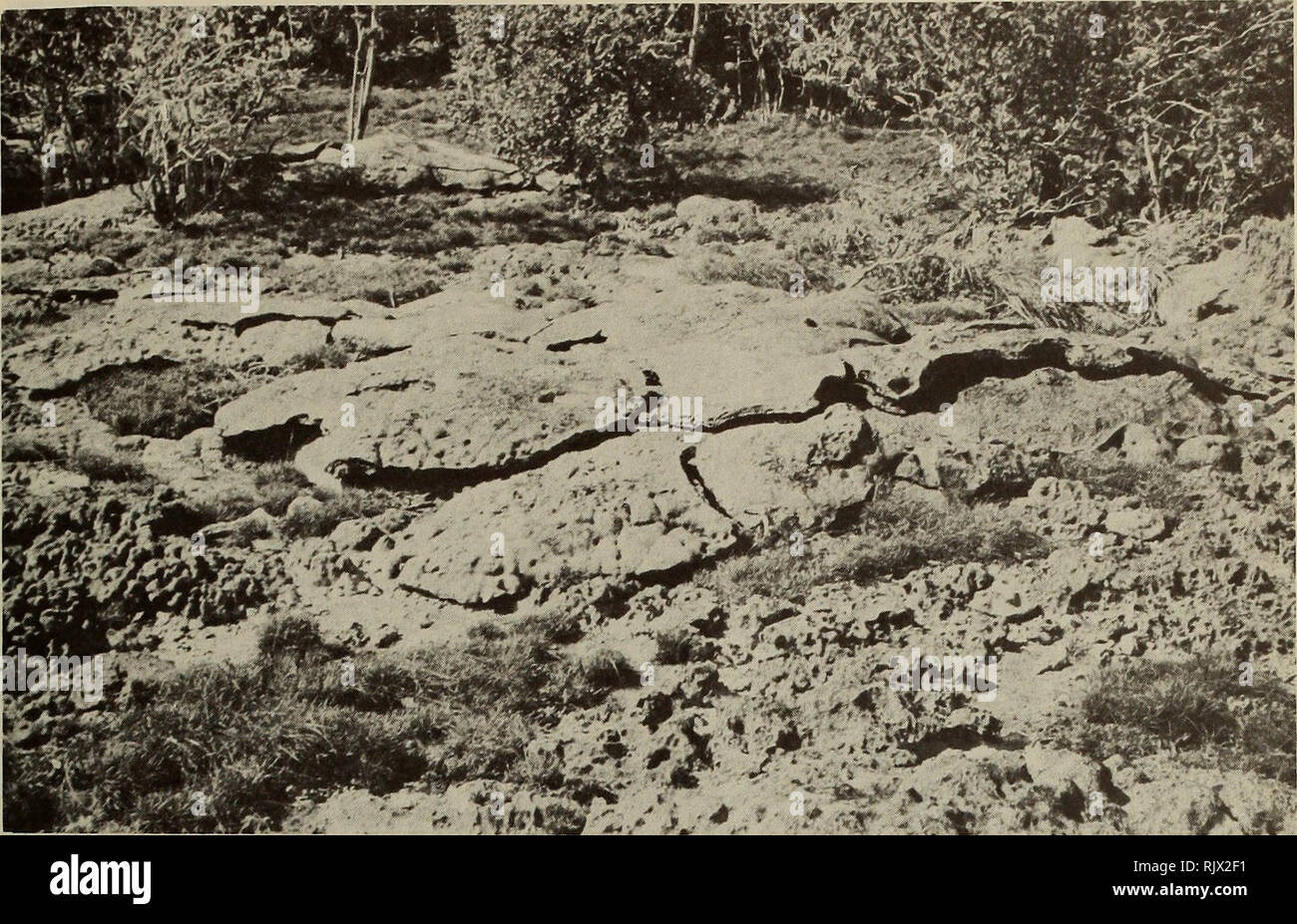 . Atoll research bulletin. Coral reefs and islands; Marine biology; Marine sciences. 17. Surface exfoliation on platin near Frigate Pool, South Island. Some of the limestone sheets are completely detached. At the left of the photograph is a small area of mammillate lime- stone formed by secondary deposition.. Please note that these images are extracted from scanned page images that may have been digitally enhanced for readability - coloration and appearance of these illustrations may not perfectly resemble the original work.. Smithsonian Institution. Press; National Research Council (U. S. ).  Stock Photo