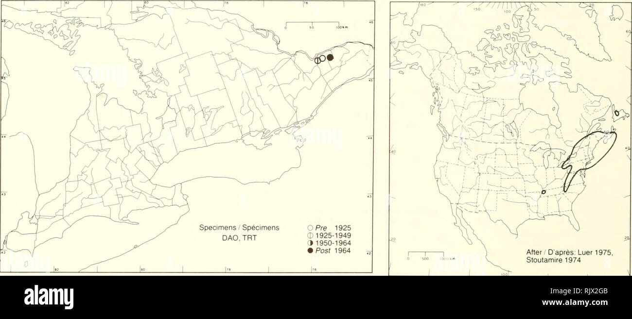 . Atlas of the rare vascular plants of Ontario. Rare plants; Botany. Atlas of the Rare Vascular Plants of Ontario / Atlas des plantes vasculaires rares de l'Ontario ORCHIDACEAE Platanthera grandiflora (Bigel.) Lindl. (Habenaria grandiflora (Bigel.) Torr., H. psycodes (L.) Spreng. var. grandiflora (Bigel.) Gray, P. psycodes (L.) LindI. var. grandiflora (Bigel.) Torr.) Large purple fringed-orchid PlatanthÃ¨re grandiflore. HABITAT: Damp meadows and open woods. STATUS: Rare in Delaware, Ohio, and Virginia. NOTES: Easily overboiled because of its similarity to the common and widespread P. psycodes. Stock Photo