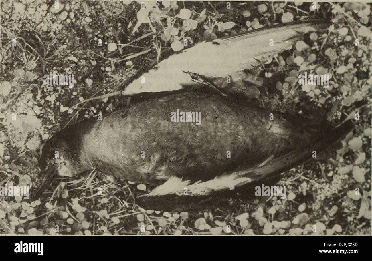 . Atoll research bulletin. Coral reefs and islands; Marine biology; Marine sciences. 26. Figure 27. Sooty Shearwater found dead at Roi-Namur 20 November 1979. Photograph by W. L. Schipper. 1969) and two seen at Bikini Atoll 16 May 1986 (Garrett and Schreiber 1988). Amerson reported this species and the Short-tailed (Slender-billed) Shearwater (Puffinus tenuirostris) from Eniwetak Atoll citing Pearson and Knudsen (1967). These authors only stated that either or both species had been sighted and did not specifically confirm the presence of either. The only unequivocal record for the Marshall Isl Stock Photo