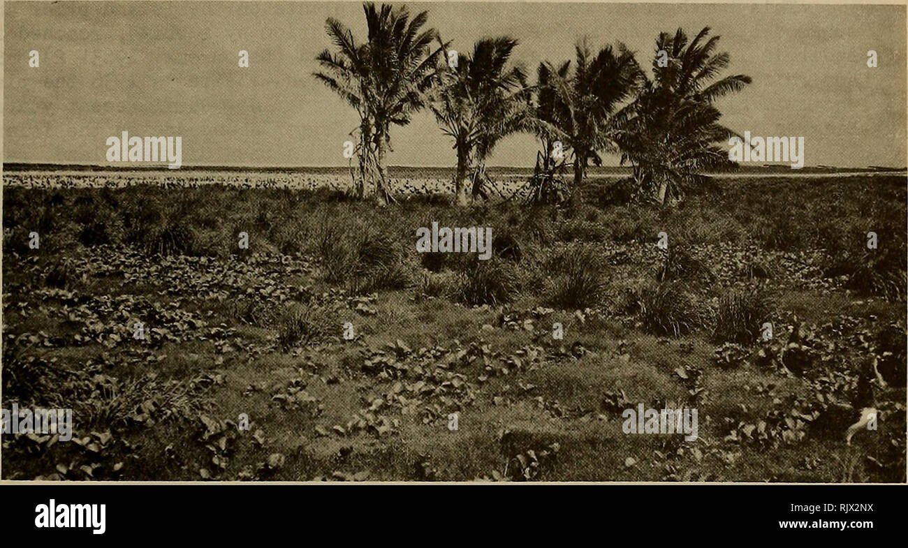 . Atoll research bulletin. Coral reefs and islands; Marine biology; Marine sciences. 67. Figure 25. Looking southeast toward the lagoon, dense stand of Cynodon dactylon much infiltrated by Ipomoea pes-caprae in foreground; Eragrostis variabilis and Cocos nucifera beyond. POBSP photograph by PoC. Shelton, 21 June I966. Figure 26. Sesuvium portulacastrum (left), Cyperus laevigatus (center) and Heliotropium curassavicum (center and right) along west shore of lagoon. POBSP photograph by P.C. Shelton, 21 June I966.. Please note that these images are extracted from scanned page images that may have  Stock Photo