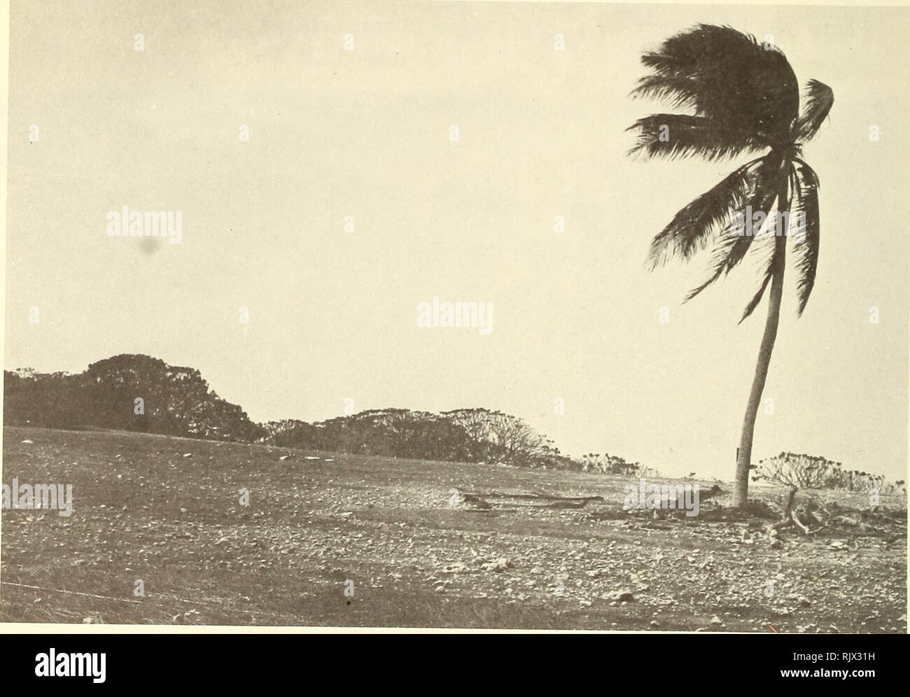 . Atoll research bulletin. Coral reefs and islands; Marine biology; Marine sciences. Plate 17. Zone of Touimefortia argentea on the south coast of lie du Lys (photo G. C.). Plate 18. Central area of lie du Lys, with completely dessicated Boerhavia sp. In the background, dome-shaped Touimefortia argentea (photo G. C.). Please note that these images are extracted from scanned page images that may have been digitally enhanced for readability - coloration and appearance of these illustrations may not perfectly resemble the original work.. Smithsonian Institution. Press; National Research Council ( Stock Photo