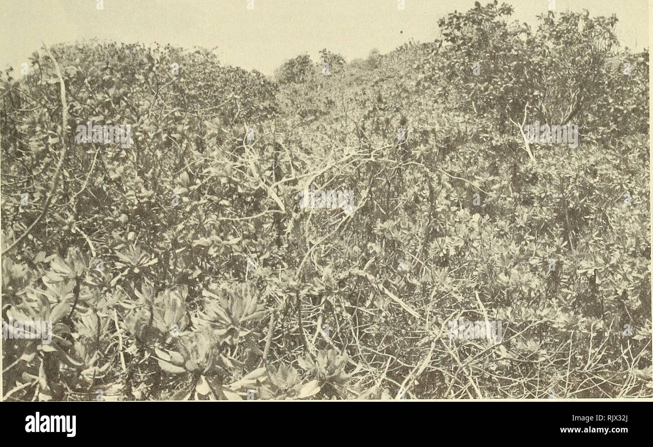 . Atoll research bulletin. Coral reefs and islands; Marine biology; Marine sciences. Plate 15. Old tuft of Fimbristylis abbveviata on Grande Glorieuse (photo G. C.). Plate 16. Scrub in the centre of Grande Glorieuse, with Toumefortia argentea and Scaevola taooada (photo G. C.). Please note that these images are extracted from scanned page images that may have been digitally enhanced for readability - coloration and appearance of these illustrations may not perfectly resemble the original work.. Smithsonian Institution. Press; National Research Council (U. S. ). Pacific Science Board; Smithsoni Stock Photo