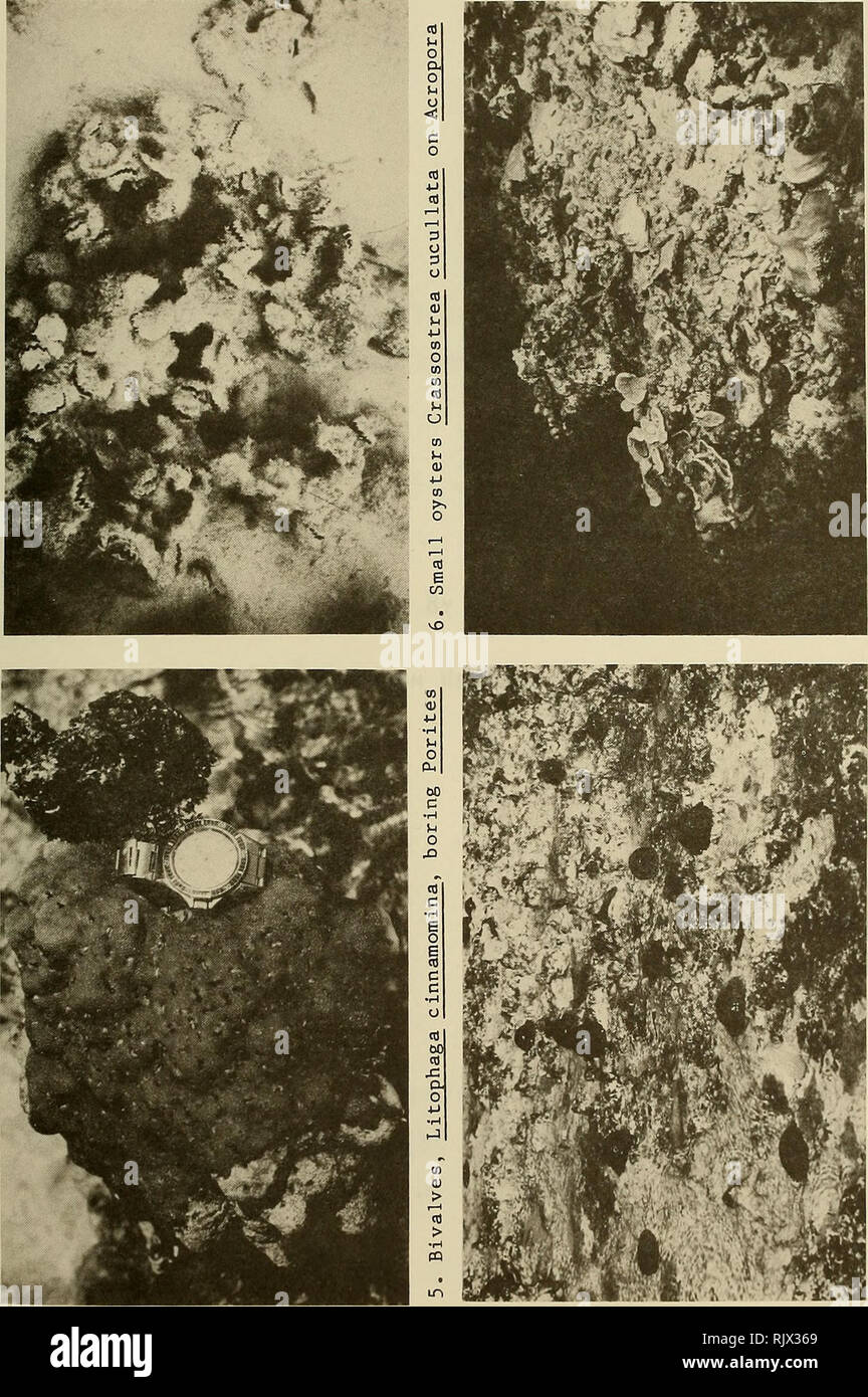 . Atoll research bulletin. Coral reefs and islands; Marine biology ...