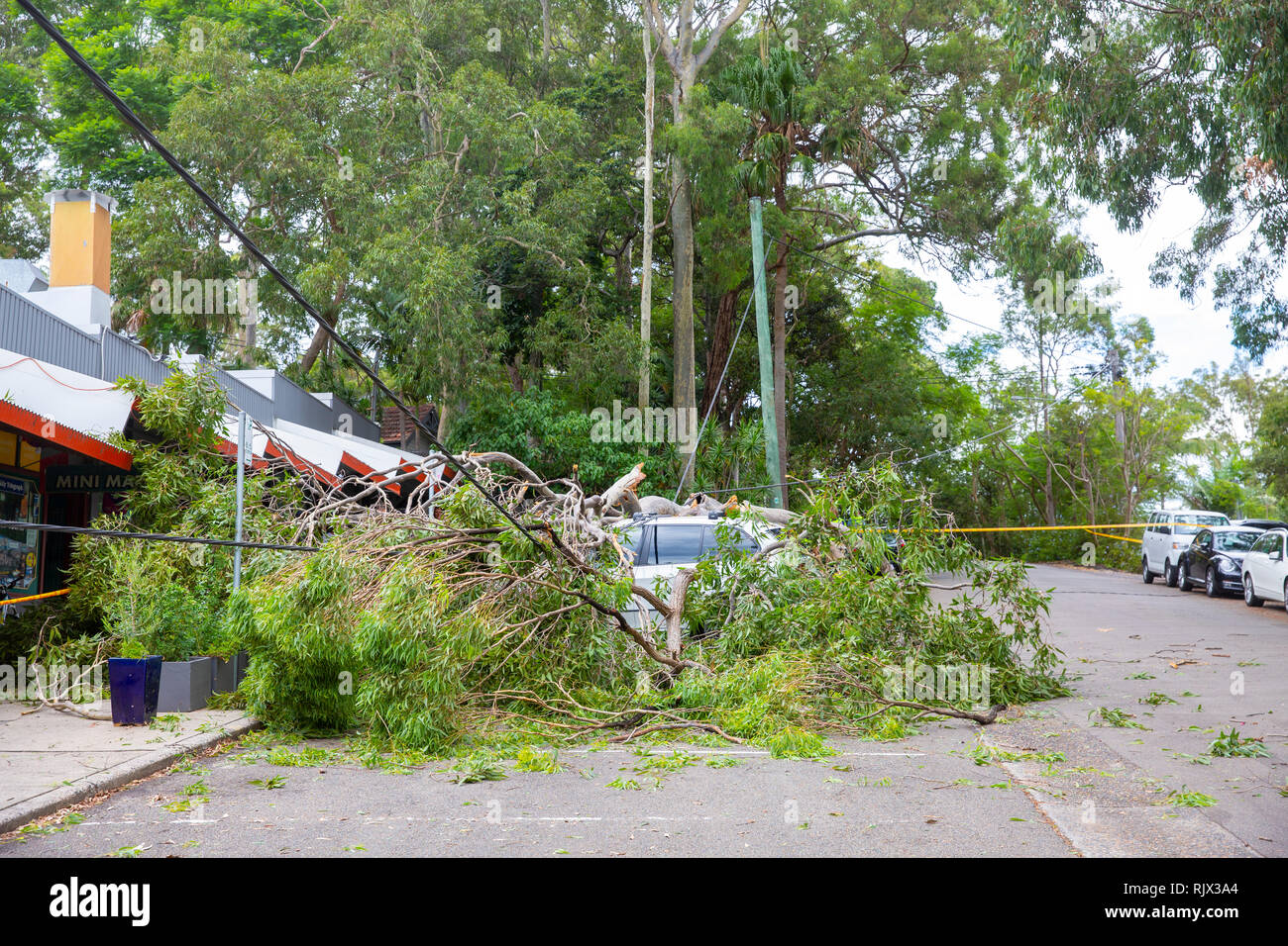 Cars crushed by fallen tree on Sydney Pittwater area, Sydney,Australia