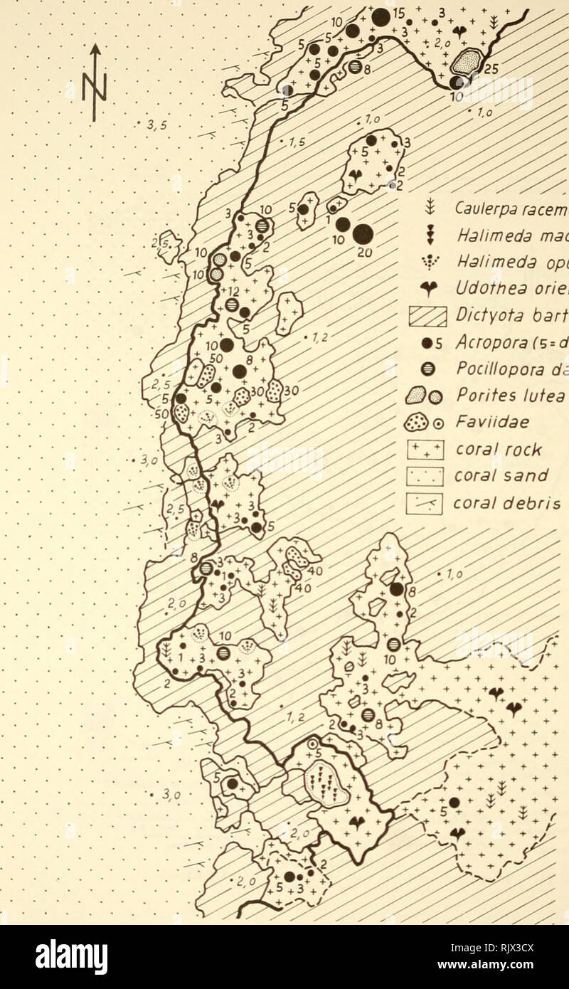 . Atoll research bulletin. Coral reefs and islands; Marine biology; Marine sciences. Caulerpa racemosa occidentalis Halimeda macroloba Halimeda opuntia Udothea orientalis Dictyota bartaysii (?) A cropora fs = diameter in cm) Pocillopora damicornis Pontes lutea Faviidae coral rock coral sand coral debris Funafuti Atoll Recolonization of the reef platform in section 3 near Fongafale, in July, 1973, BYi months after hurricane 'Bebe' Scale 5 m • 1,z depth in meters fig. I4*. Please note that these images are extracted from scanned page images that may have been digitally enhanced for readability - Stock Photo