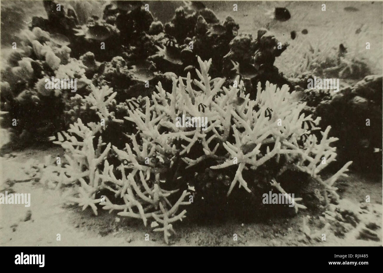 . Atoll research bulletin. Coral reefs and islands; Marine biology; Marine sciences. The white exposed skeleton of an acropore colony which had just been killed by Acanthaster planci (Slashers No. 1 Reef; August, 1970). The white exposed skeleton of a colony of a species of Platygyra which has just been killed by specimens of Acanthaster planci visible to the left of the colony (Slashers No.4 Reef; January, 1971).. Please note that these images are extracted from scanned page images that may have been digitally enhanced for readability - coloration and appearance of these illustrations may not Stock Photo
