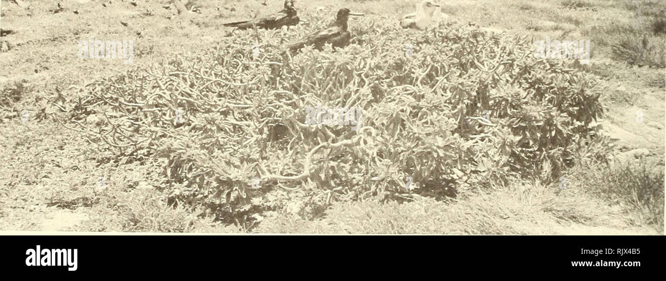 . Atoll research bulletin. Coral reefs and islands; Marine biology; Marine sciences. Â»&gt;.v.Â« --t .Â»ii -&quot; â Â»-i ^ , - â - â â¢ '; - Figure Sh . Westing birds on east portion of Whale-Skate Island, 2h June 1966. POBSP photograph by A. B. Amerson, Jr. &lt;mm^'m^ /. &quot;ii^Ss^rM^- Figure ^S â Great Frigatebirds and Red-footed Boobies nesting on Tournefortia bush, Whale-Skate Island, 2h June I966. POBSP photograph by A. B. Amerson, Jr.. Please note that these images are extracted from scanned page images that may have been digitally enhanced for readability - coloration and appearance Stock Photo
