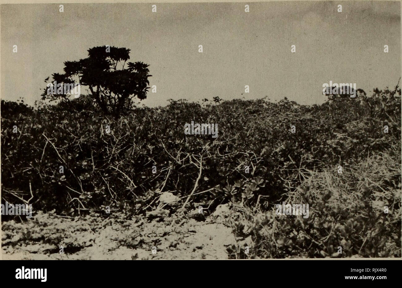 . Atoll research bulletin. Coral reefs and islands; Marine biology; Marine sciences. Fig. 5. Timonius polygamus scrub, very tangled, with emergent Tournefortia tree, Takapoto Atoll. Fig. 6. Prostrate Scaevola sericea var. tuamotuensis, Manihi Atoll, near airstrip. Nov. 1974.. Please note that these images are extracted from scanned page images that may have been digitally enhanced for readability - coloration and appearance of these illustrations may not perfectly resemble the original work.. Smithsonian Institution. Press; National Research Council (U. S. ). Pacific Science Board; Smithsonian Stock Photo